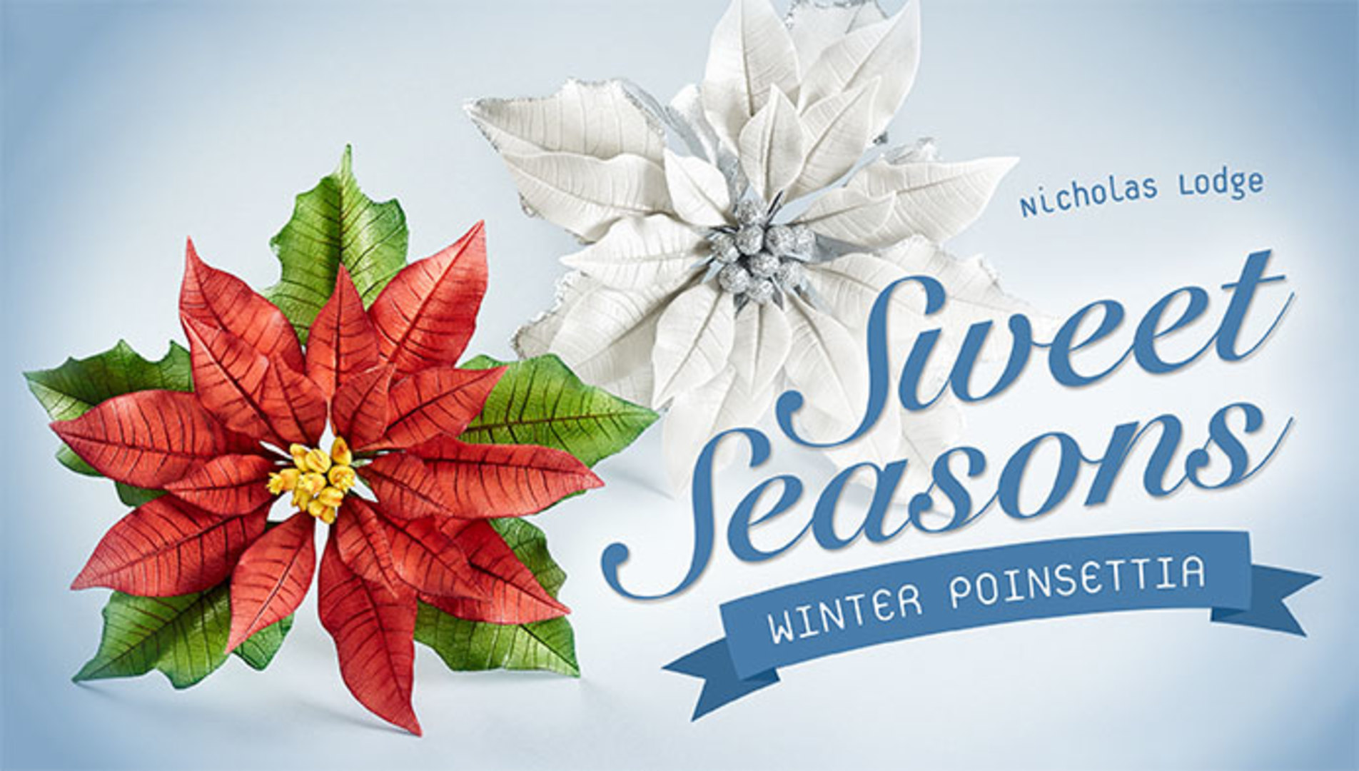Poinsettia drawings